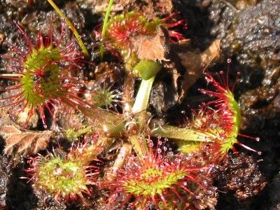 Drosera Rotundifolia
